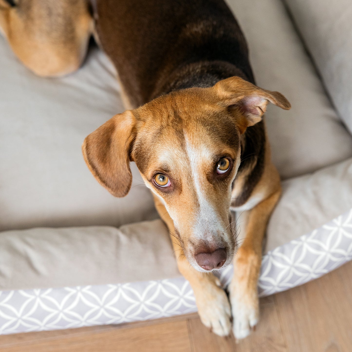 OTTO Boho Hundebett Beige