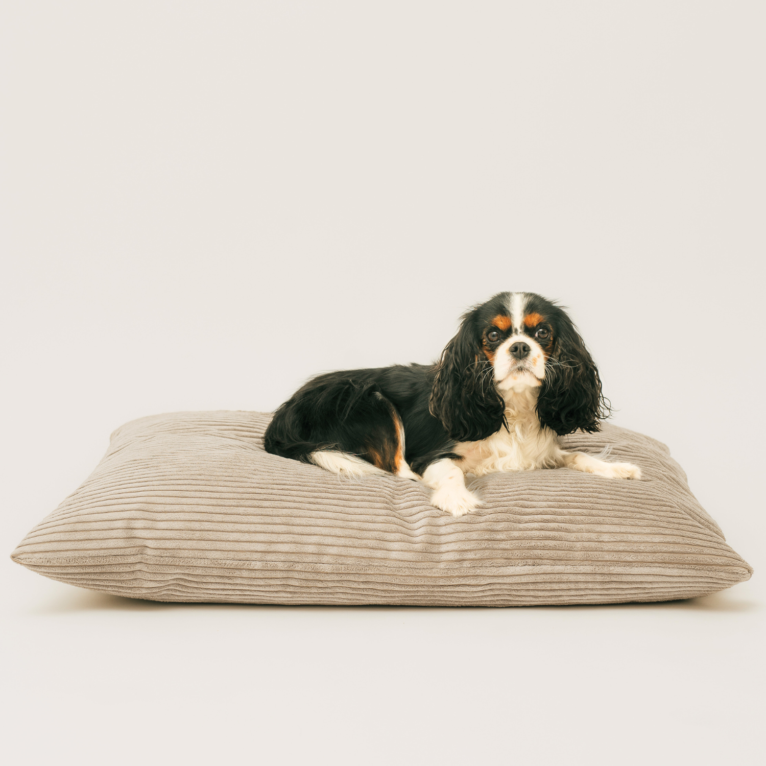 MOLLY Hundekissen aus Cord mit Bezug – 4L Textil