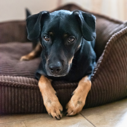 HUGO Orthopädisches Hundebett aus Cord PREMIUM-LINE