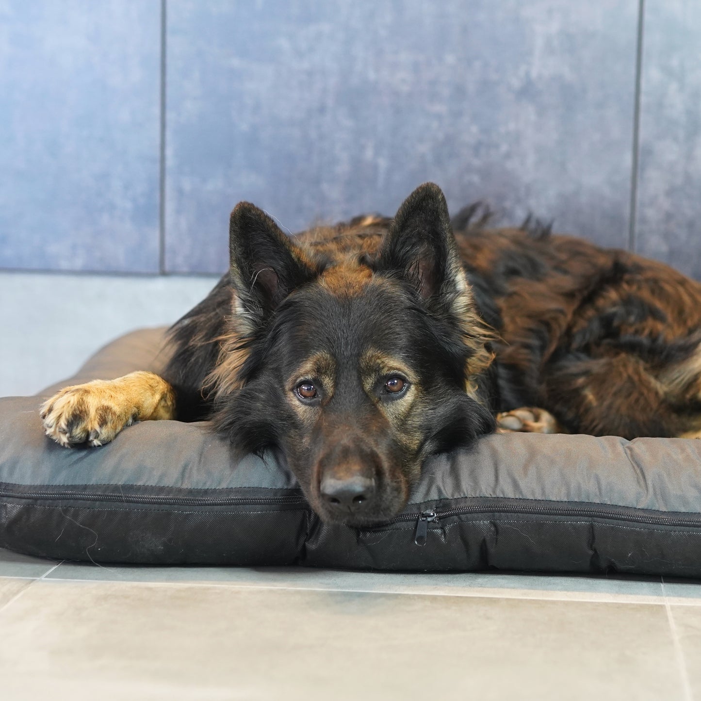 KLEO Wasserabweisendes Hundebett Dunkelgrau