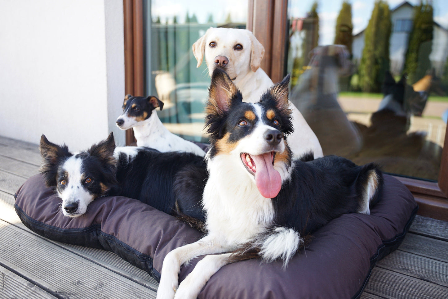 KLEO Wasserabweisendes Hundebett Braun