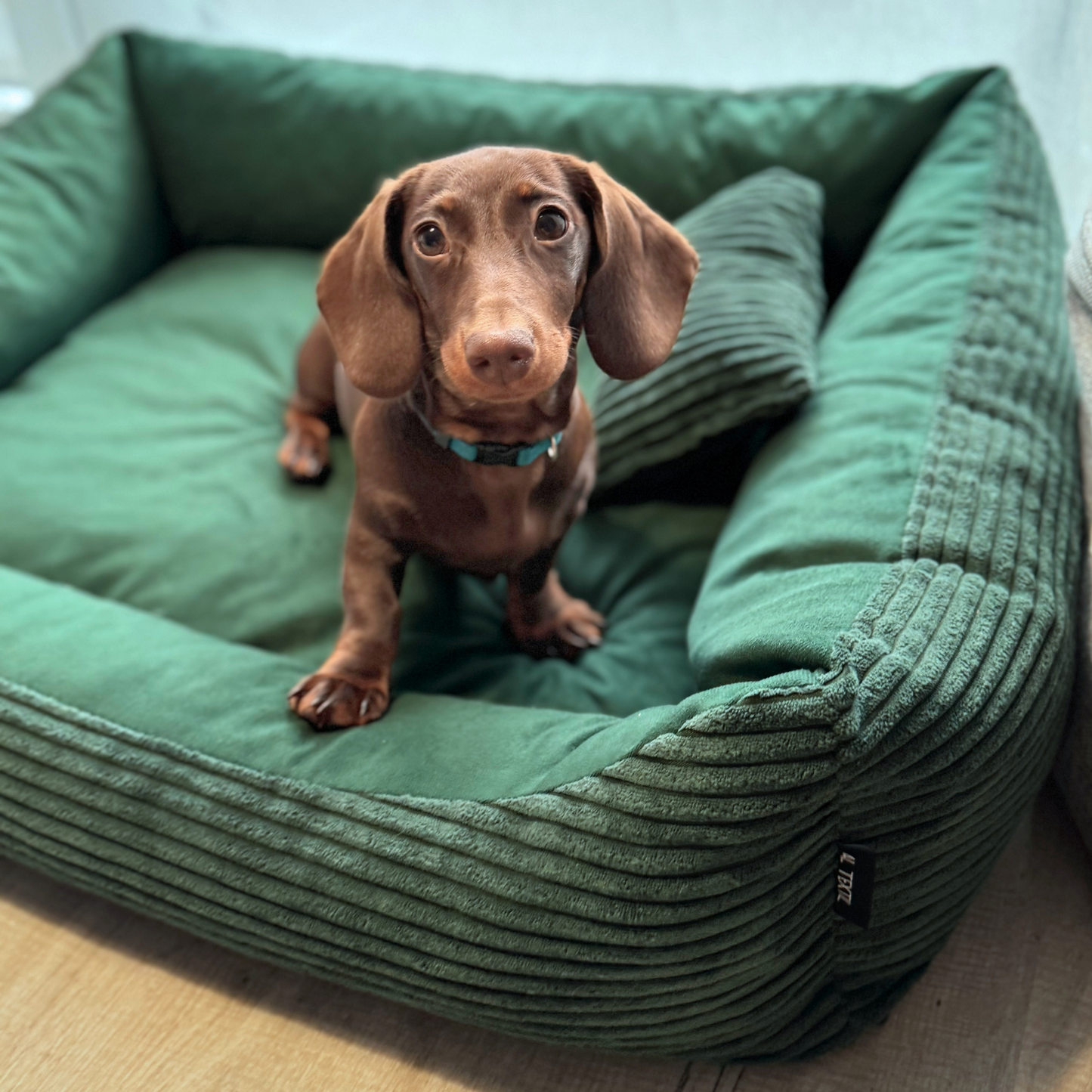 MOLLY Hundebett aus Cord