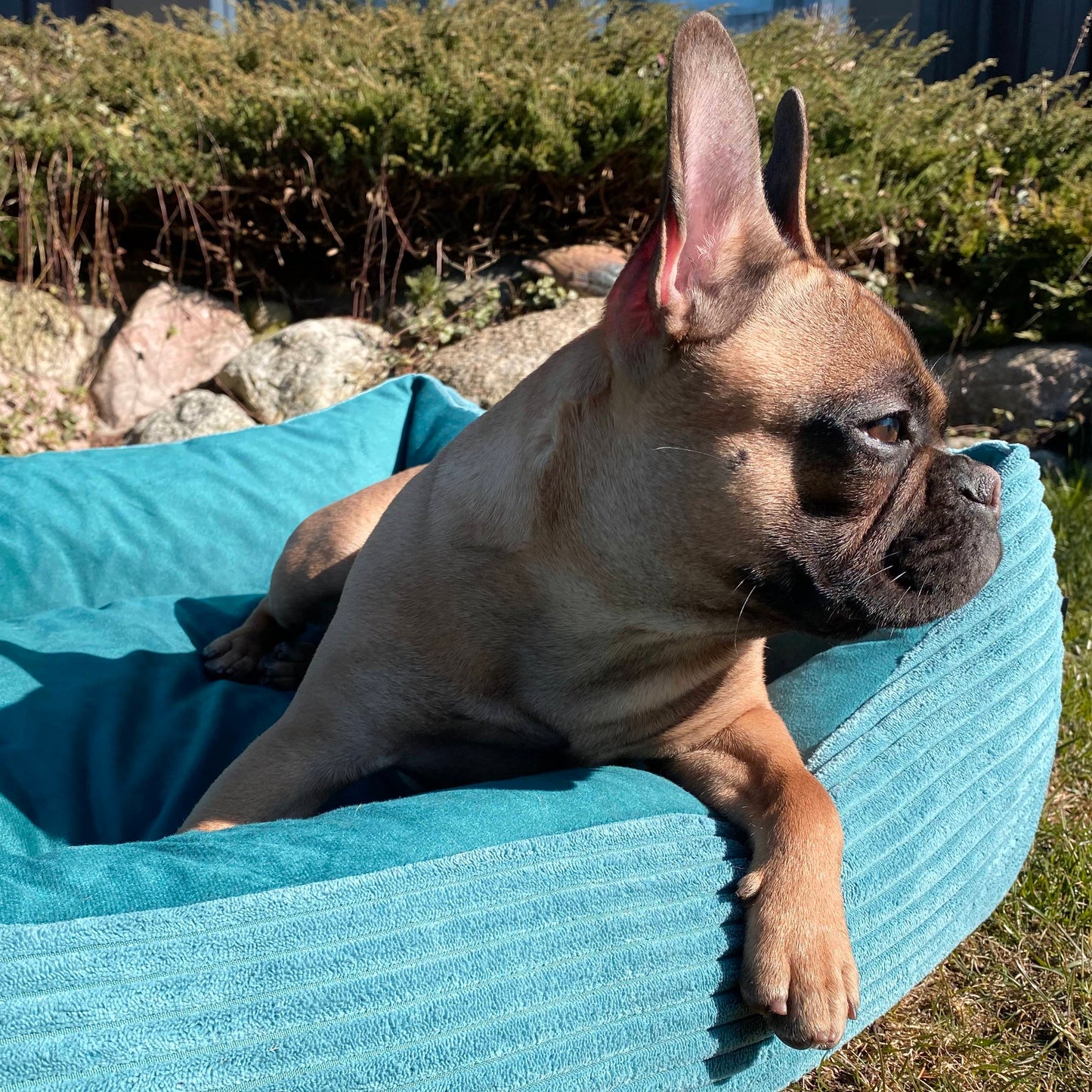 MOLLY Hundebett Cord Türkis