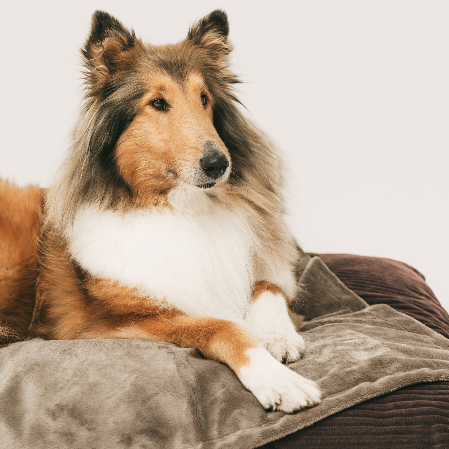 Kuschelige Decke für Hunde oder Katzen