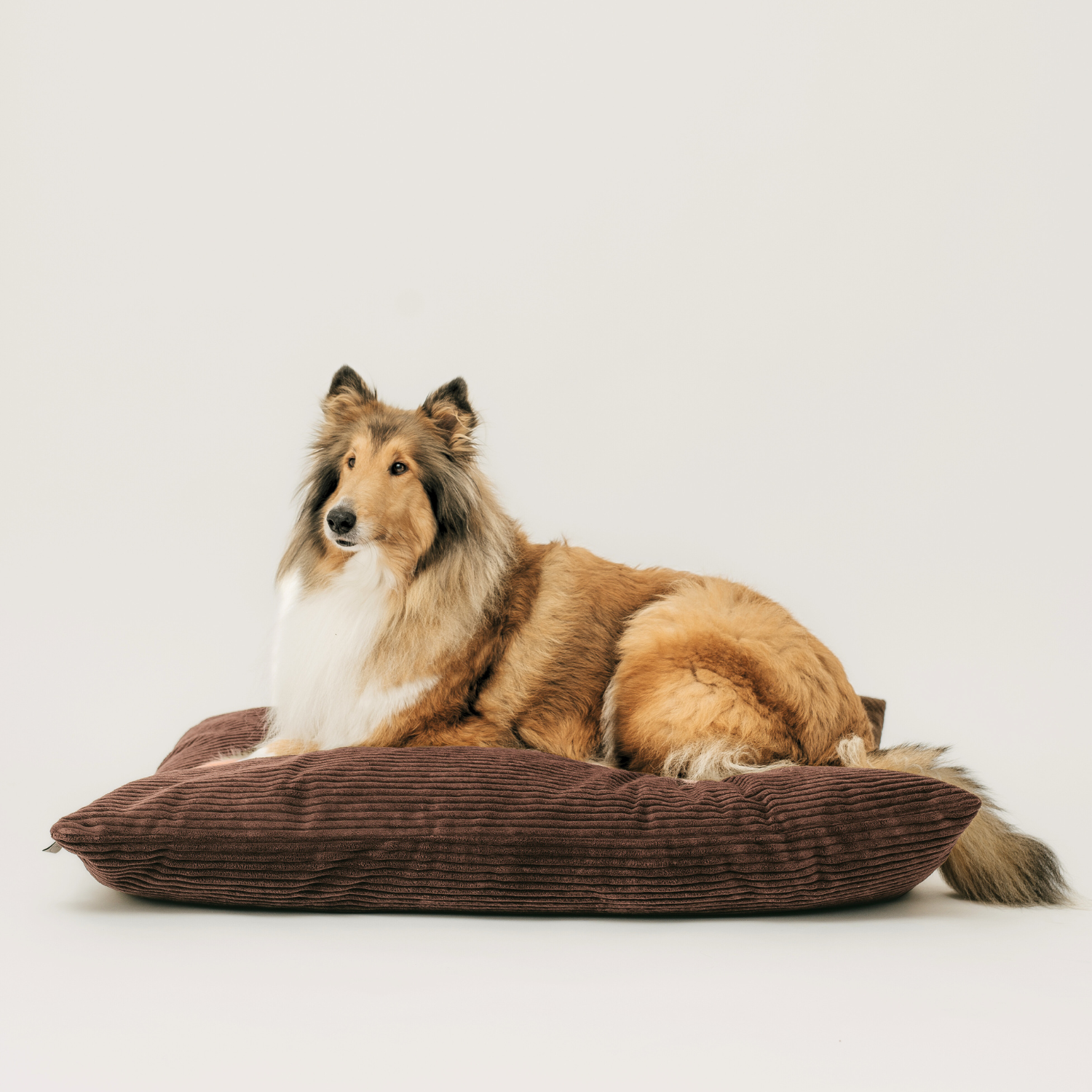 MOLLY Hundekissen aus Cord mit Bezug – 4L Textil
