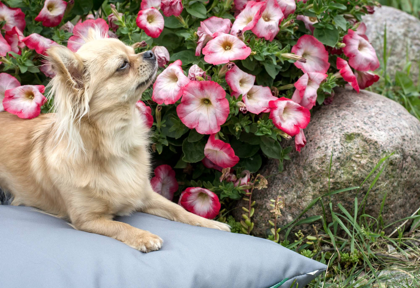 ZOE Wasserdichtes Hundekissen mit Bezug Grau